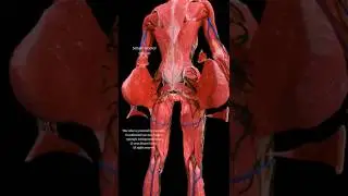 🔍 Anal Canal Handles: A Deep Dive into the Large Intestine 🌊