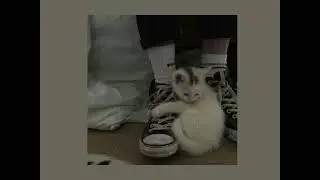 BAVKON - ведьмы (speed up) //На ветру белое платье// 1 часовая версия.