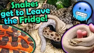 Taking our Snakes out of Brumation!