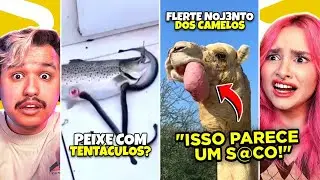 os CAMELOS fazem ISSO para FLERTAR? | Curiosidades Curiosas  | Curiosidades Curiosas