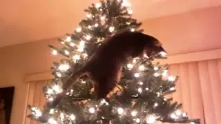 🐈 КОТЫ VS ЁЛКИ 🎄 ТЫ БУДЕШЬ РЖАТЬ ДО НОВОГО ГОДА😸