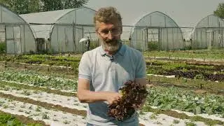 КРАСНОЛИСТНЫЕ САЛАТЫ   
