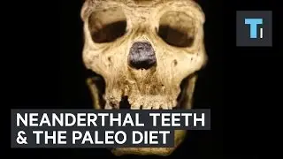 Neanderthal teeth reveal truth of the paleo diet