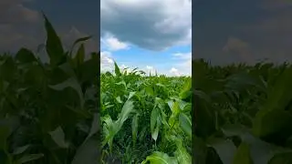 Кукурузные поля 