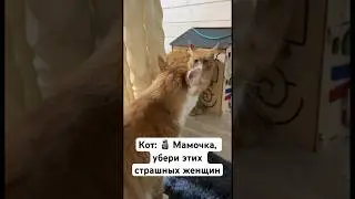 Кошачьи разборки или любовь?