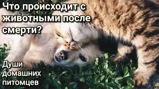 Куда попадают животные после смерти? Связь питомцев и хозяев. Энергетика кошек и собак.Душа животных