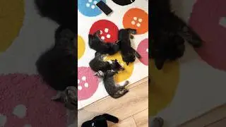 Какие-То штучки😅и вот 🥰#куперадети