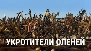 Укротители оленей. (Осторожно, в фильме есть жесткие кадры)