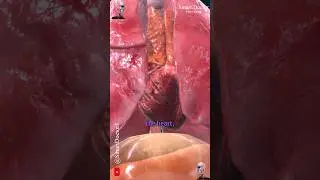 Your Internal Organs 🫀🫁🔥
