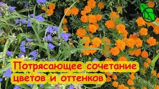 ЖЕЛТОЕ + СИНЕЕ. Самое яркое сочетание цветов в саду. Эффект потрясающий! Неприхотливые цветы.