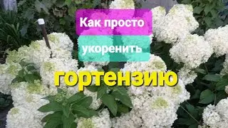 Самое простое черенкование гортензии