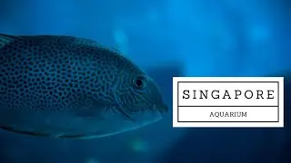 Aquarium Singapore Aquarium 2017|Resorts World Sentosa