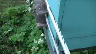 Пчеломодуль- итоги первого сезона.