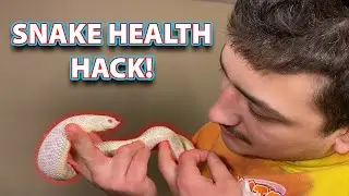 EASIEST Way to Check Snake Health!!