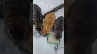 Три разноцветных усатых пылесоса поедают кашу с рыбой! 
