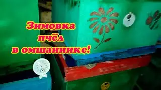 ЗИМОВКА ПЧЁЛ В ЗИМОВНИКЕ НАЧАЛАСЬ, РАСПОЛОЖЕНИЕ КЛУБА, ТЕМПЕРАТУРА.
