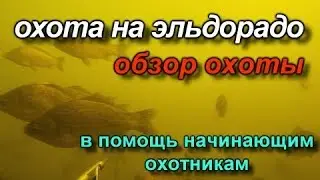 Подводная охота!!! ОБЗОР ТАКТИКИ ОХОТЫ на эльдорадо !!! Несколько советов начинающим охотникам!!!