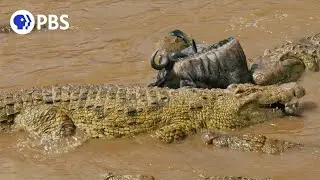 Wildebeest Cross Crocodile-Infested Water