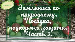 Земляника по природному. Посадка, подкормки, защита от болезней и вредителей. Часть 2. Верхозин Юрий