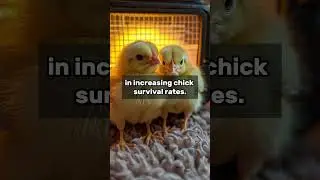 From Keeping Chicks Warm to Growing Lettuce! The Surprising Transformation of an American Invention