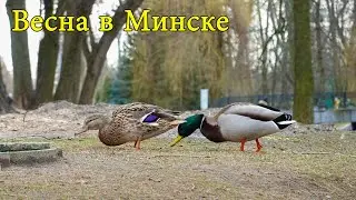 Весна в Минске