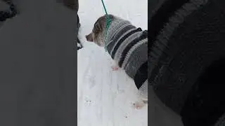 Зимний след Степана