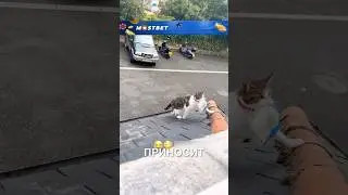 Котик - воришка  😂❤️ 