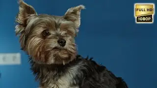 Dogs, Pup's and Adorable Puppies