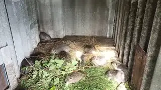 Вольер  для  НУТРИЙ  из  ШИФЕРА   своими руками )))