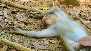 Oh God Help! Poor Orphaned baby monkey vomit a lots, What happen with your stomach