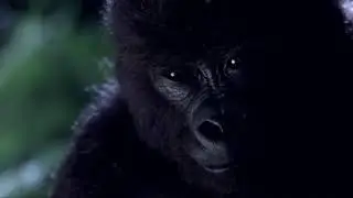 Mighty Joe Young (1998) Scene: Ruths death/Windsong