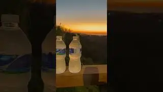 Lizard takes an ice bath