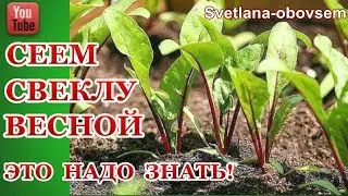 КОГДА ЖЕ НАДО СЕЯТЬ СВЕКЛУ ВЕСНОЙ? СЕКРЕТ БОЛЬШОГО УРОЖАЯ В ОТКРЫТОМ ГРУНТЕ! СЕЕМ БЕЗ ОШИБОК