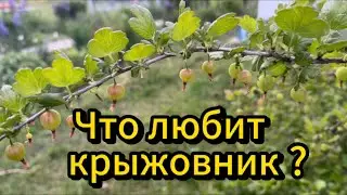 ЧТО ЛЮБИТ КРЫЖОВНИК? Кусты завалят вас урожаем. #крыжовник
