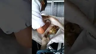 Операция паховая грыжа на новорожденном жеребёнке. (2)