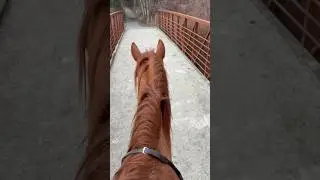 Crossing A Bridge Bridleless With My Rescue Horse