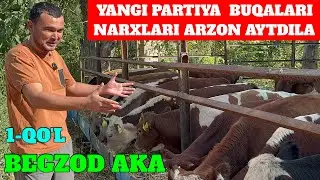 BEGZOD AKA 1-QO'L ISH BOSHLASHDI PULI YENGIL ARZON NARXDA YANGI PARTIYA BUQALARI KELDI