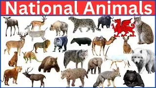 National Animals of the World  || Animals Representing Their Countries