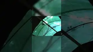 Спасла дерево ценой двух лет жизни 🤯 