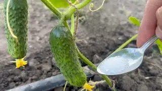 Make it in June 1 time for Cucumbers, Tomatoes and They Will Immediately Bear Fruit Abundantly