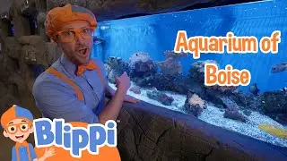 Blippi's At The Aquarium of Boise | Blippi Animal Videos For Kids | Toddler Learning Cartoons