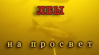 Подводная охота на крупного толстолобика на просвет. Подводная охота весной в низовьях Волги.