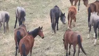 Semental Corindón caballos . Encuentro de primavera con yeguas Cavalos horses, 2024