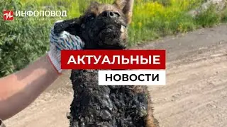 В Твери спасают маленького щенка, который угодил в большую яму с гудроном