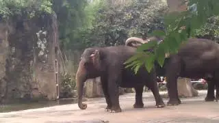 Gajah