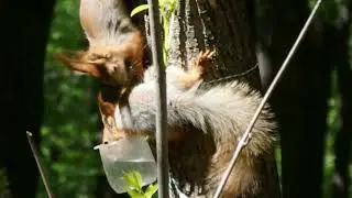 Птицы и белки пьют воду / Birds and squirrels drink water