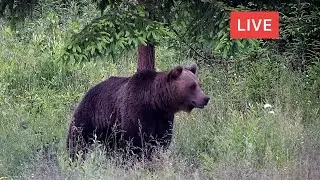 LIVE Animal Cam - Bear - Deer - Boar - Fox - Wolf - Birds - Wildlife - Transylvania, Romania, Europe