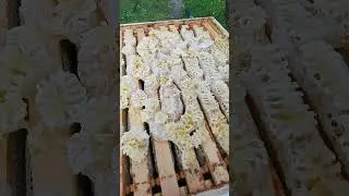 когда пчёлам не хватает места для мёда #shorts