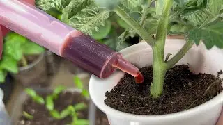 Seedlings Do Not Stretch! It Grows Thicker Than a Finger and Chunky! Powerful Top Dressing For All