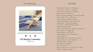 A Legally Illegal Silly Playlist to Commit Tax Fraud